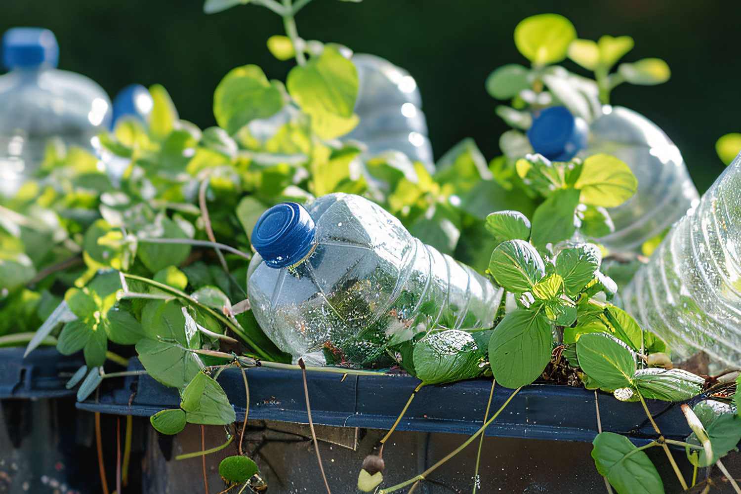 Plastikflaschen in einem Beet mit Erdbeerpflanzen
